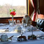 Bunny enjoying lunch onboard