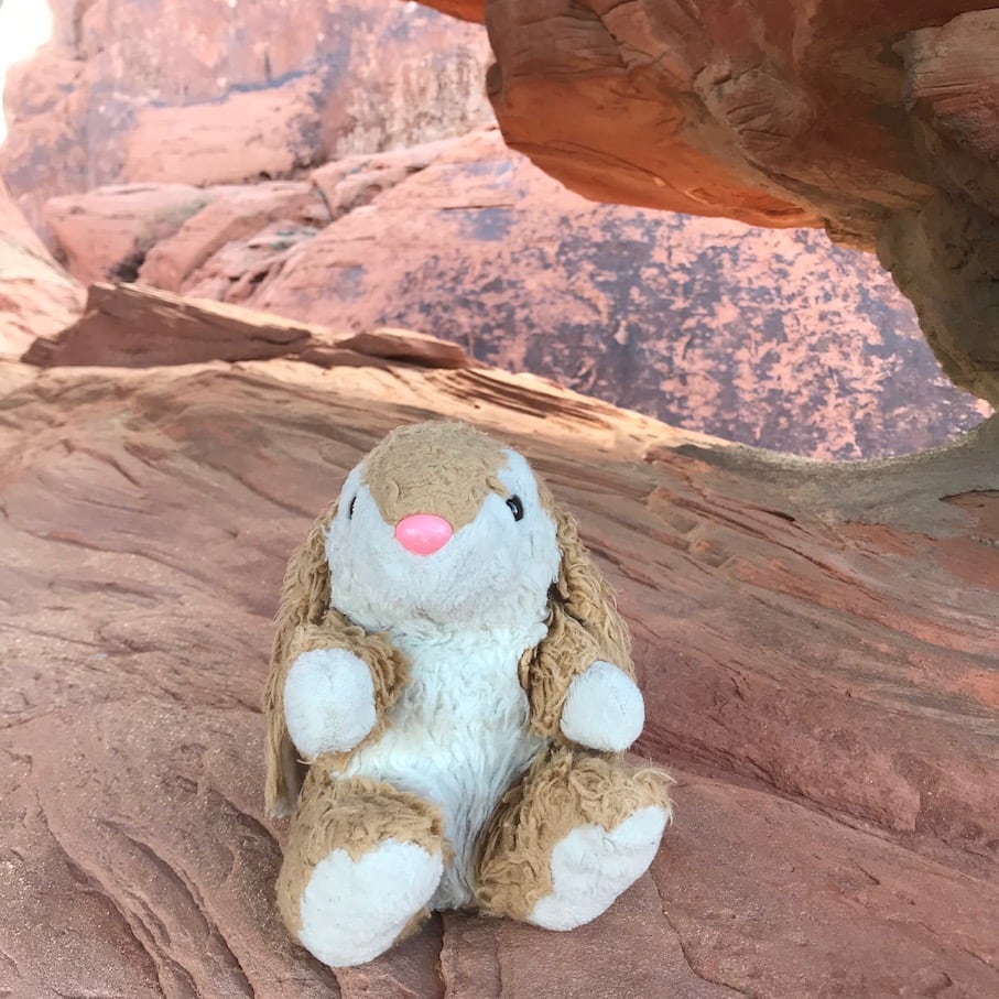 Bunny and petroglyphs Bunny in Valley of Fire