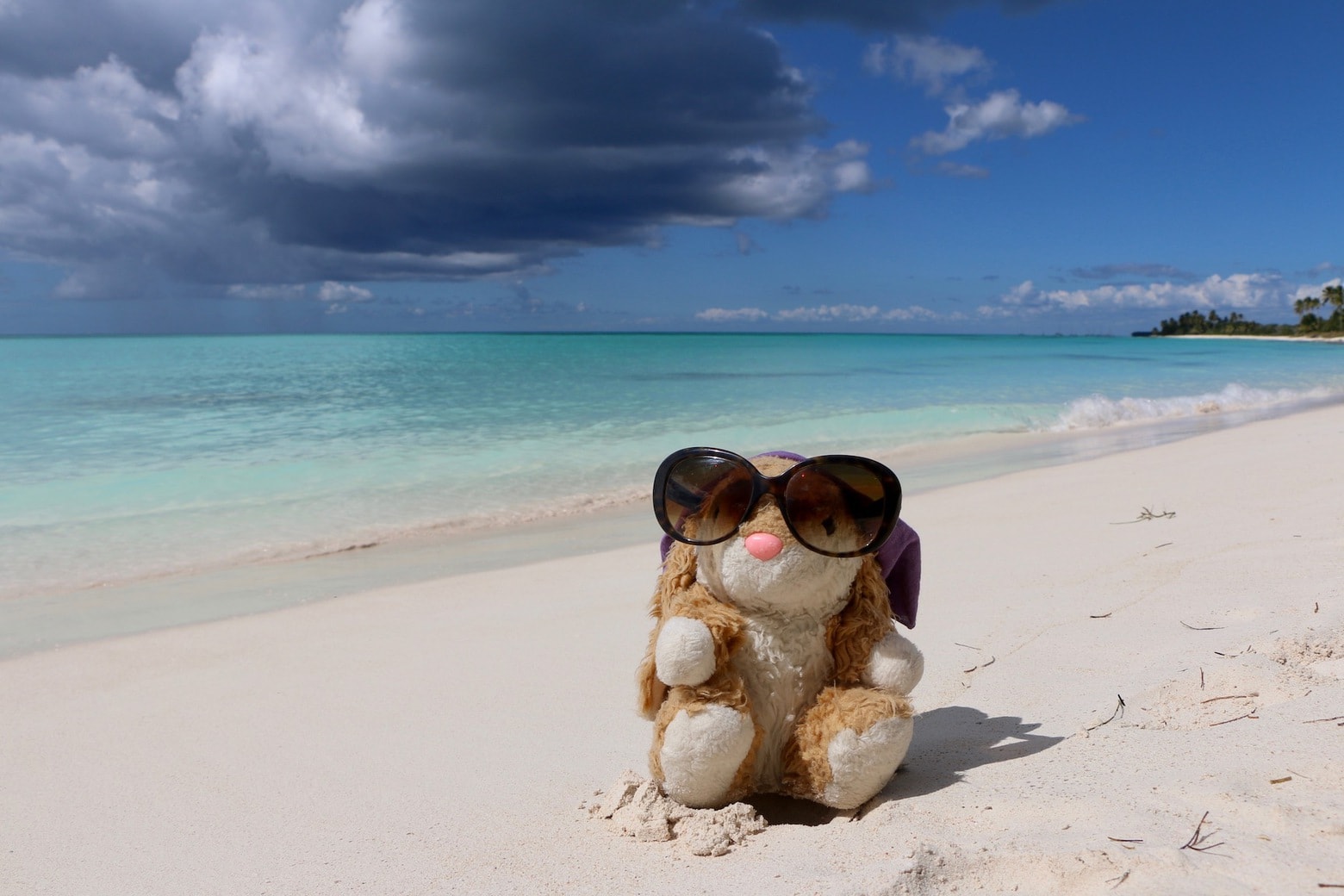 Bunny on Isla Saona Bunny on the beach on Isla Saona
