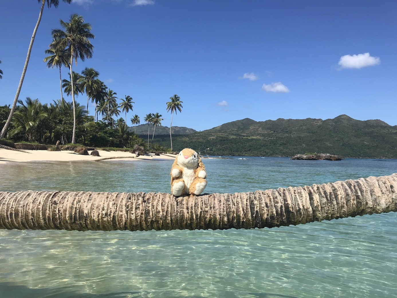 Bunny on Playa Rincon Playa Rincón on Samana Peninsula