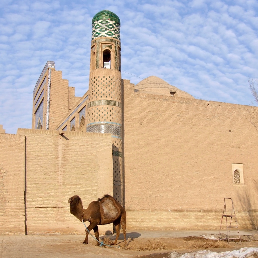 Khiva camel Silk Road city of Khiva