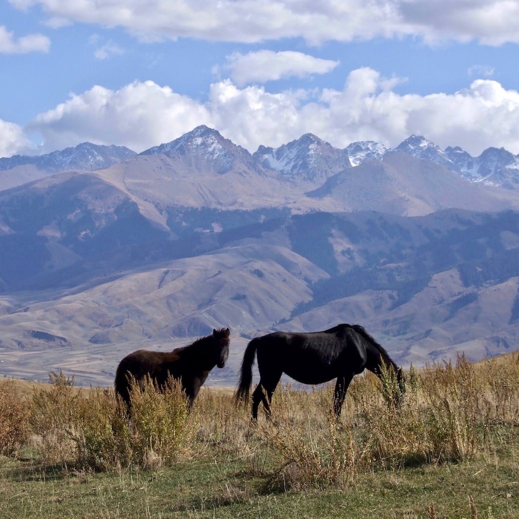 Kyrgyz horses Wild horses in Kyrgyzstan