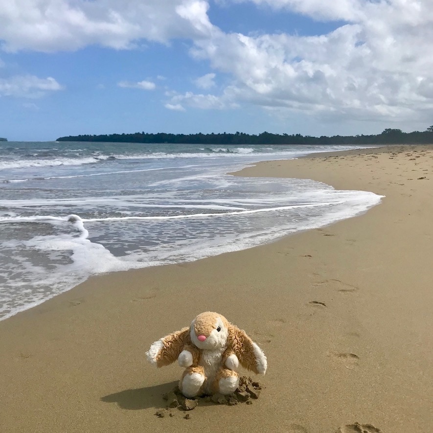 Windy Playa Dorada Bunny posing in the wind