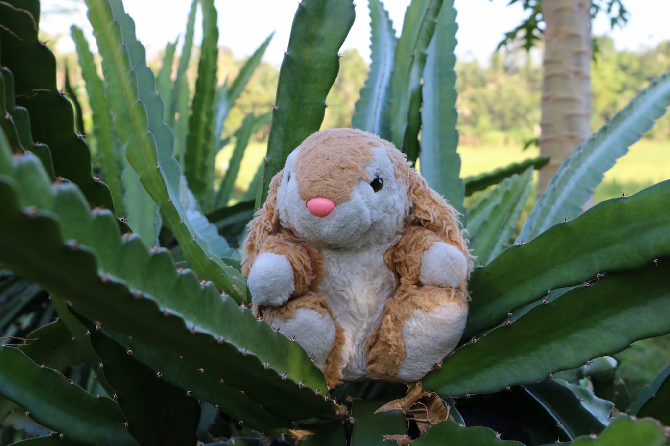 Morning walk Bunny's morning in Ubud