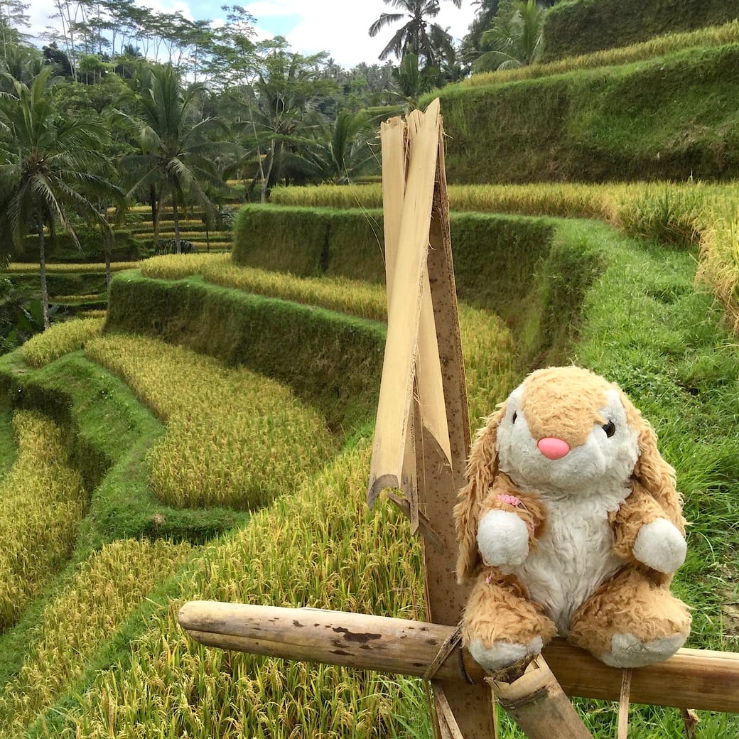 Bunny in Bali Bunny in Tegalalang