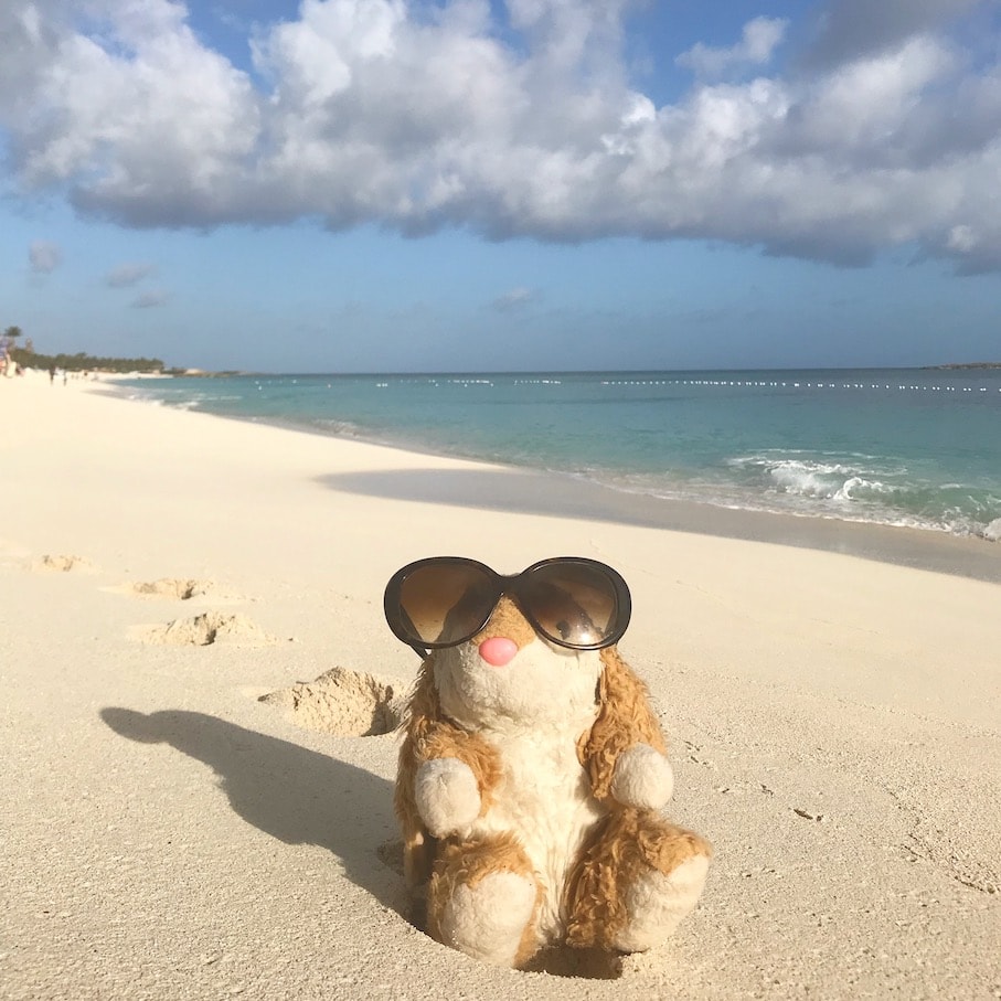 Cabbage Beach Bunny enjoying beach life in the Bahamas
