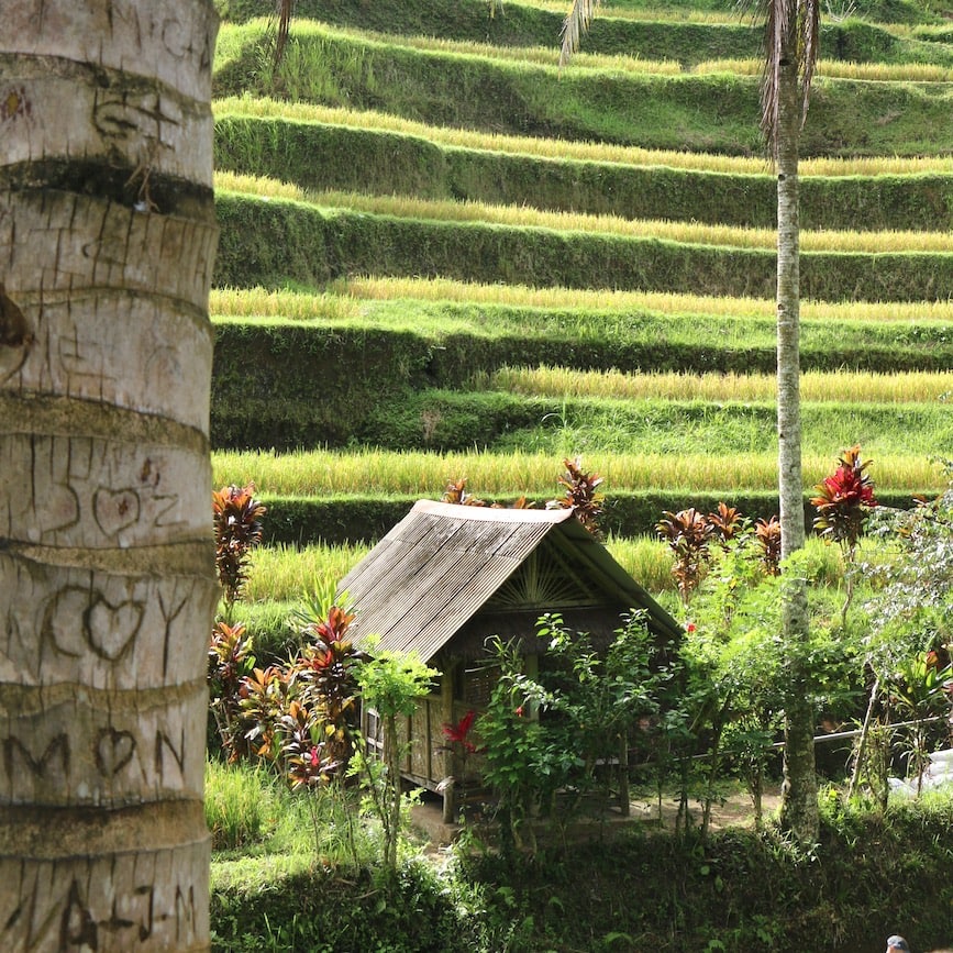 Tegalalang rice terrace Rice terrace view
