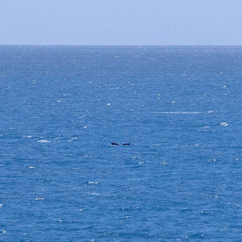 Whale-spotting Whale sighting just outside Bermuda