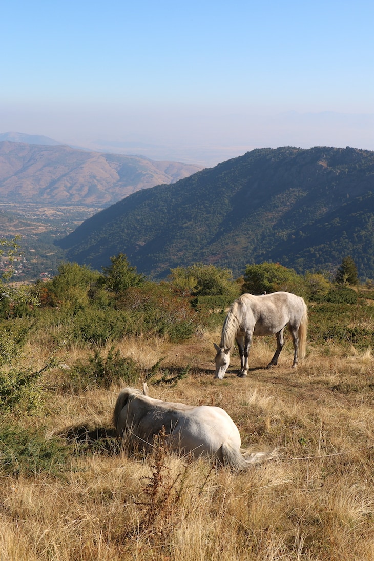 Horse friends Horses encountered on the trail