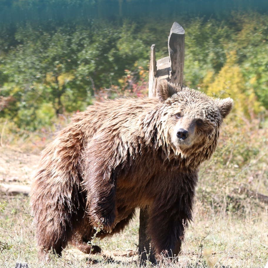 After swimming One of the bears drying out after his swim