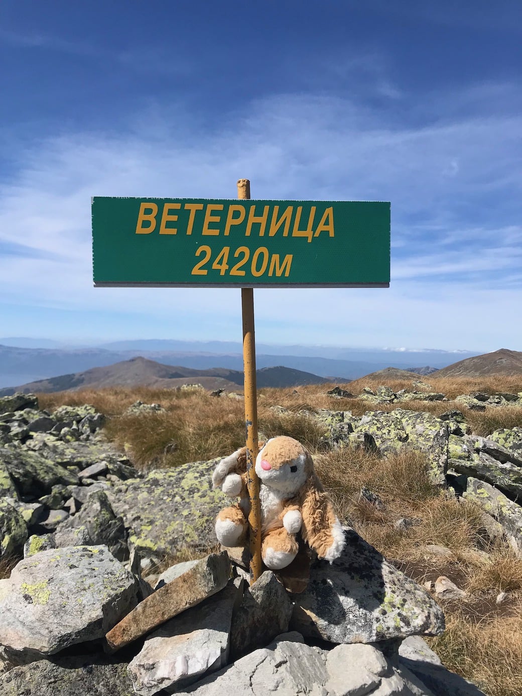 Bunny on top Bunny conquering mountains