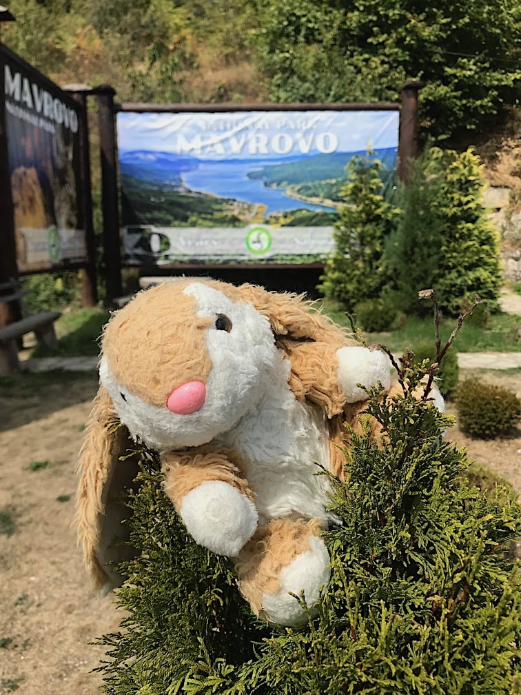 Mavrovo National Park Bunny in Mavrovo