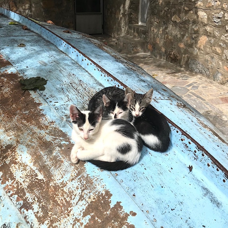 Ohrid kittens Cute kittens on a boat