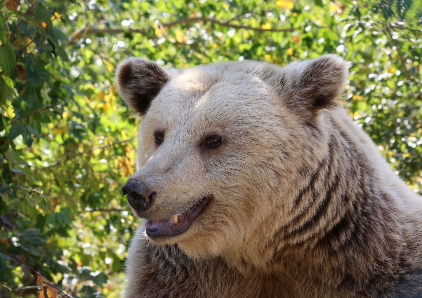 Rescue bear Kassandra was the first bear to move to the Bear Sanctionary