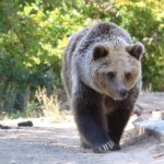Roaming around the enclosure