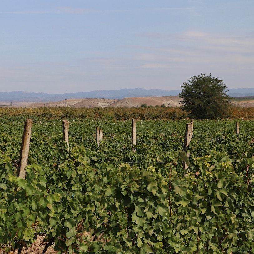 Vineyards Macedonian vineyards