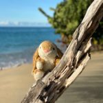 Beach Bunny in Grenada
