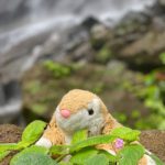 Bunny at Mt Carmel Falls