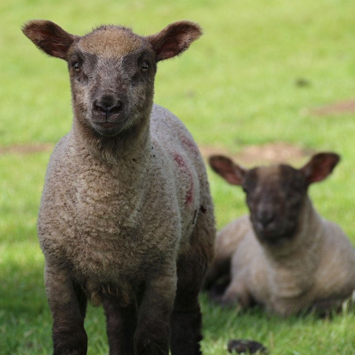 Rural beauties Cotswolds sheep