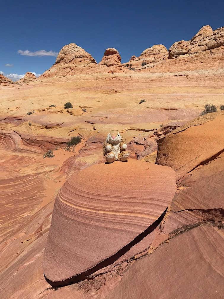 Hiker Bunny Admiring the scenery