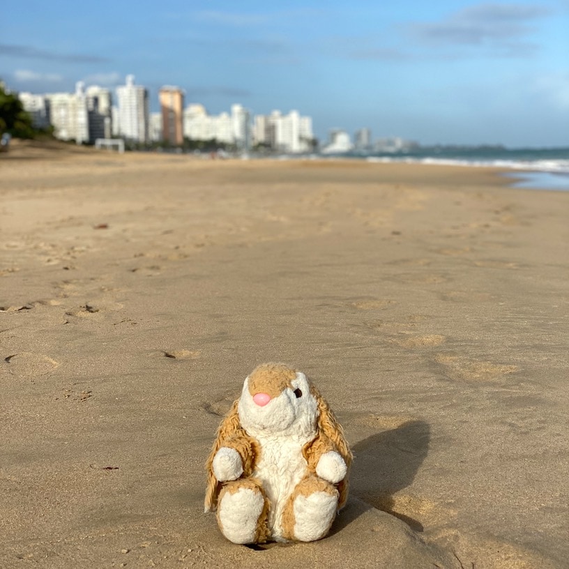Beach Bunny Bunny loved the beach