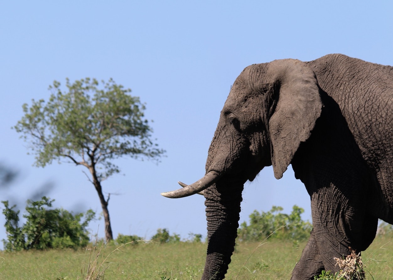 African elephant Roaming free