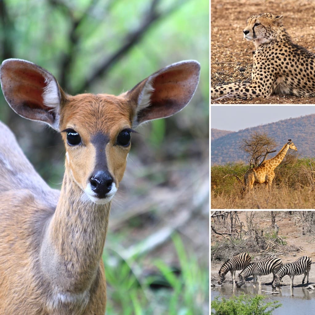 African wildlife Wild and beautiful