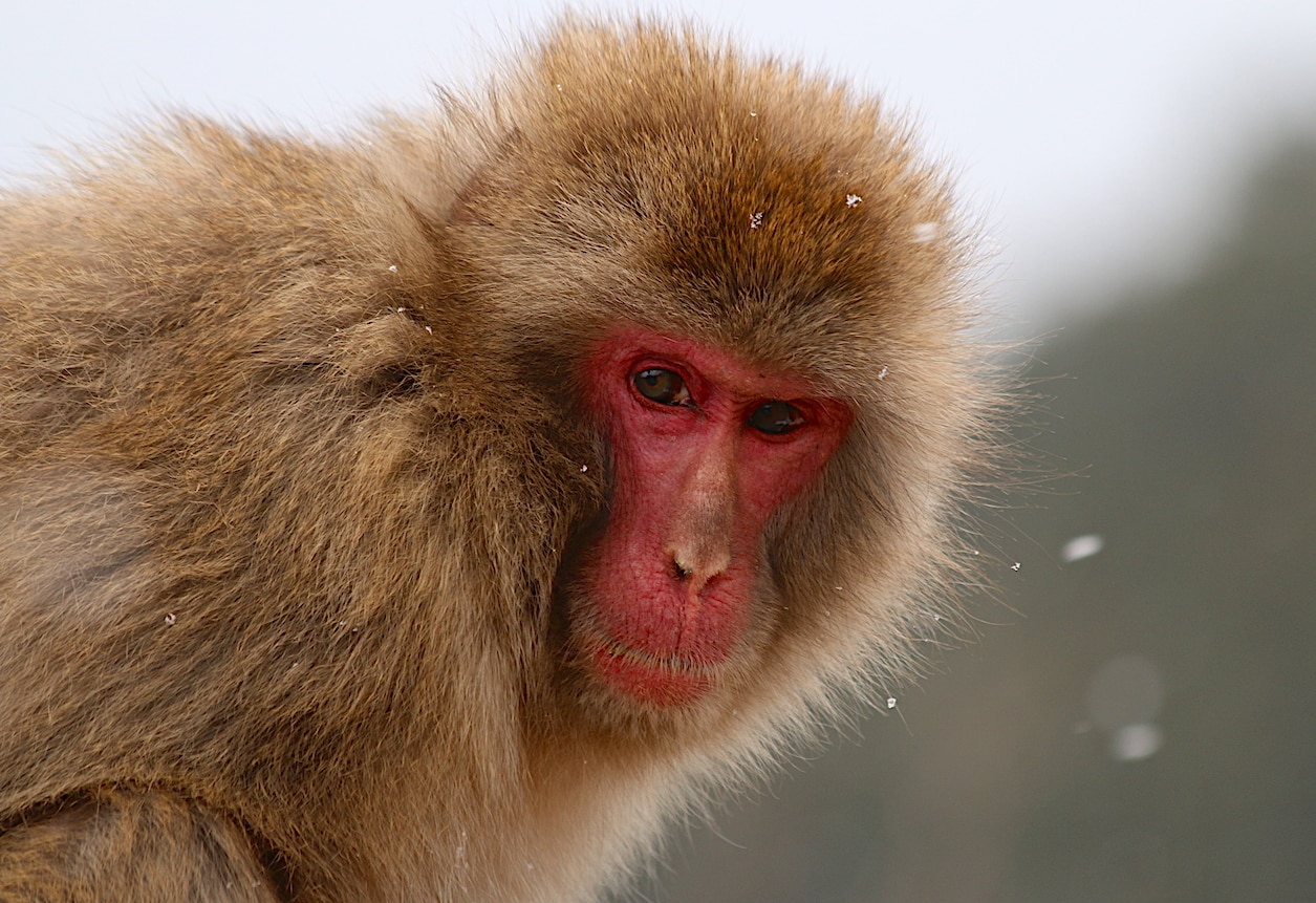 Beautiful Japanese snow monkey