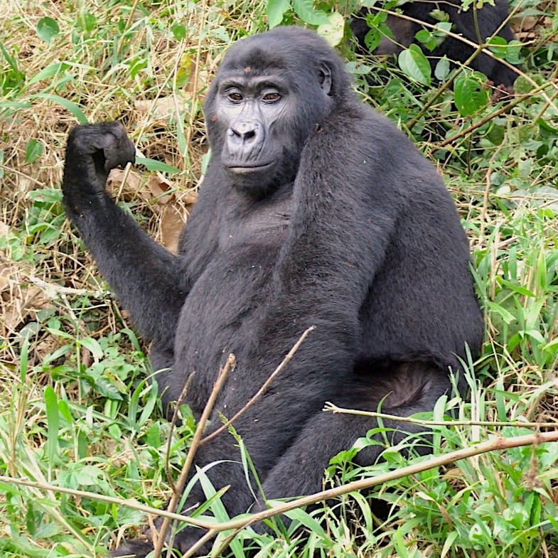 Bwindi gorilla Bwindi Forest NP