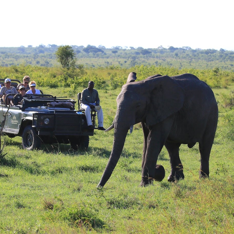 Close encounter Elephant up close