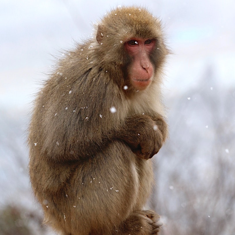 Cute and cold Snow monkey