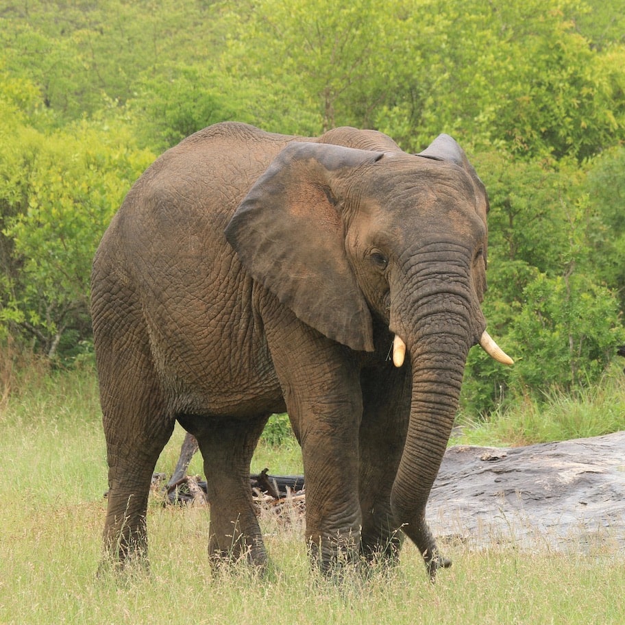 Elephant Sabi Sands, South Africa