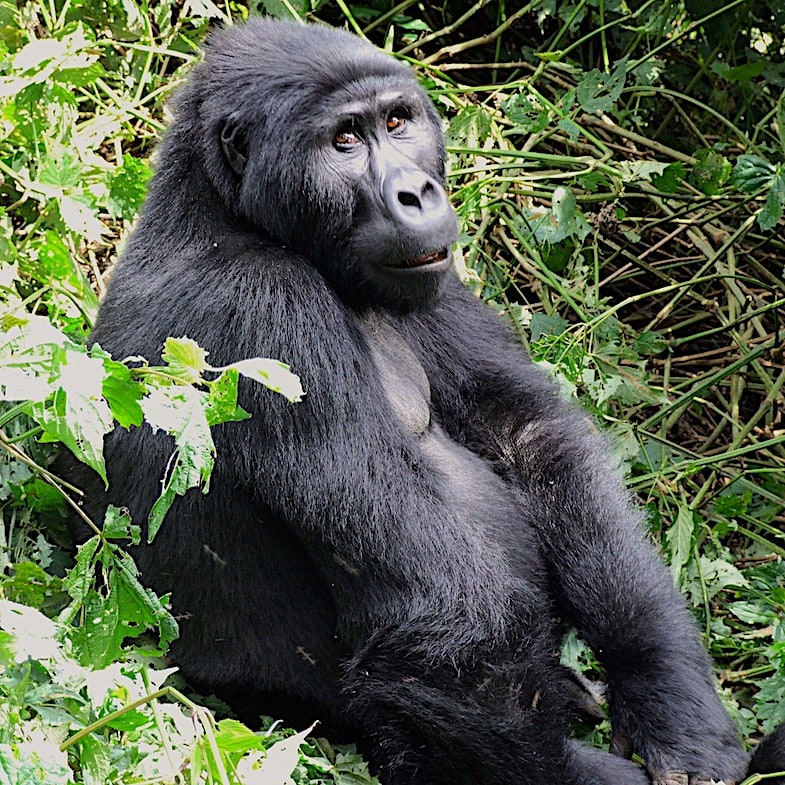 Gentle giant Amazing wildlife