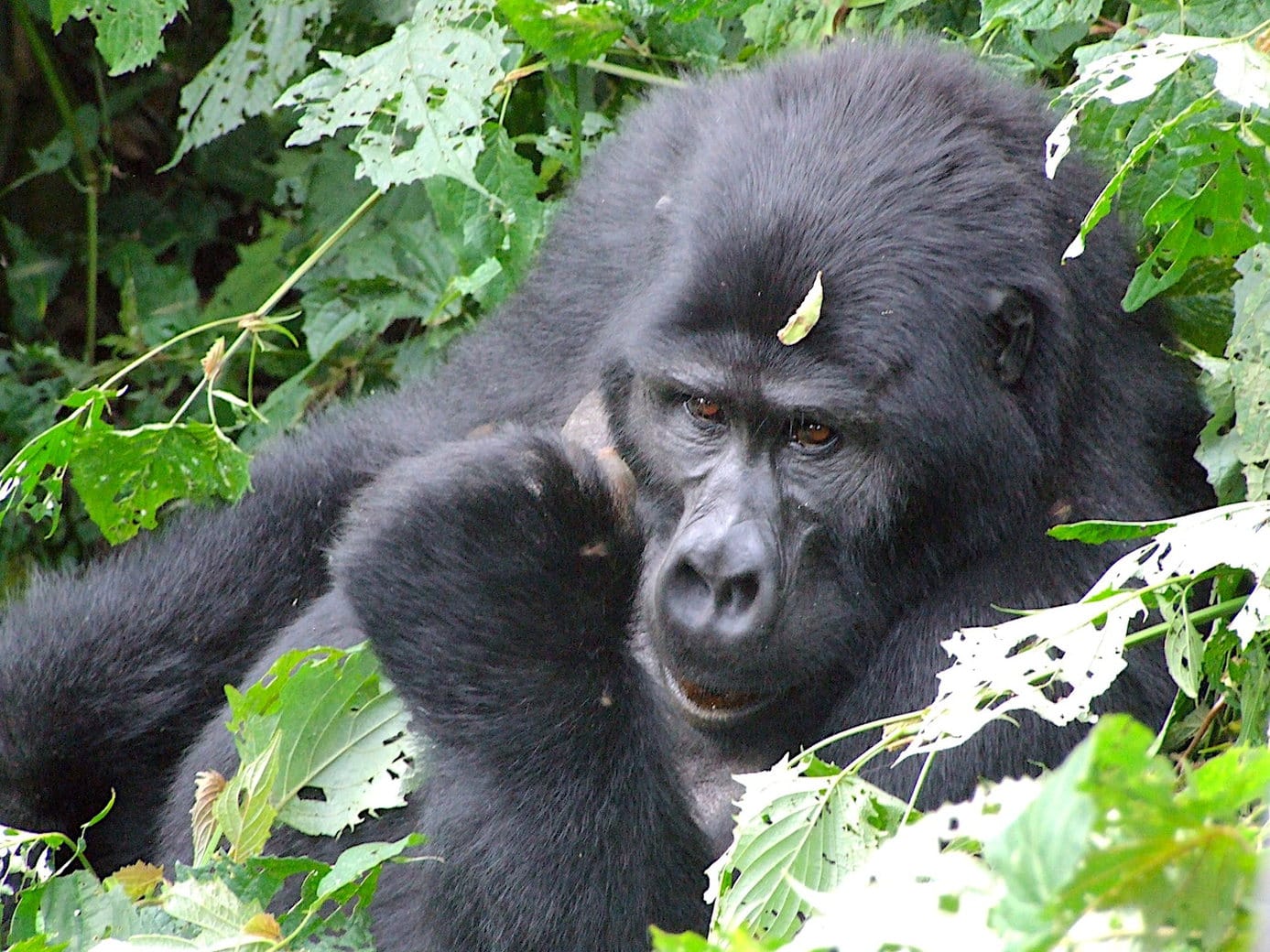 Mountain gorilla Close encounter