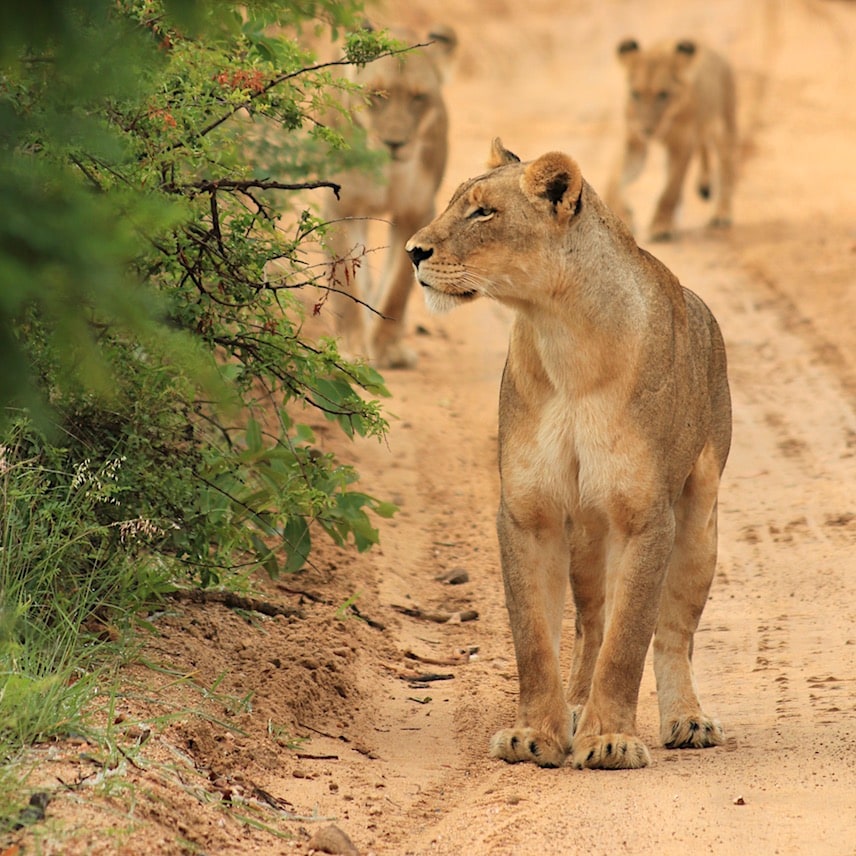 Pride of lions Incredible sight