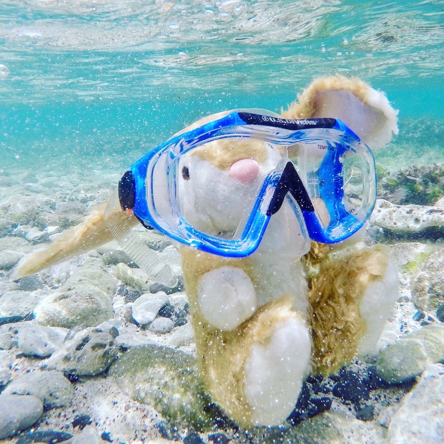 Snorkel Bunny Tobago Cays
