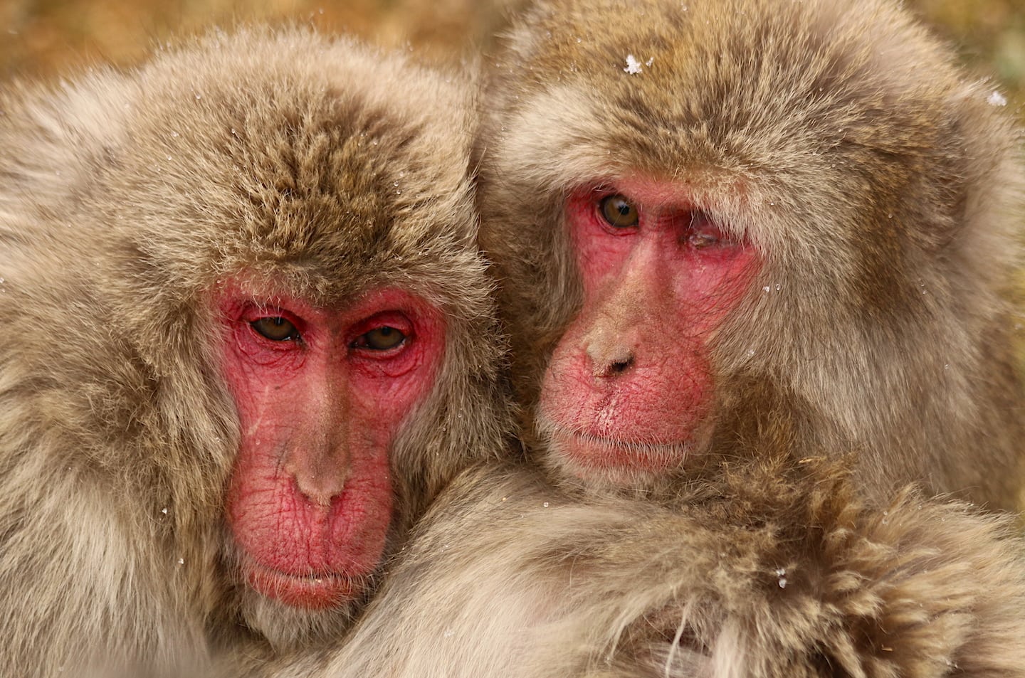 Snow monkeys Huddled together