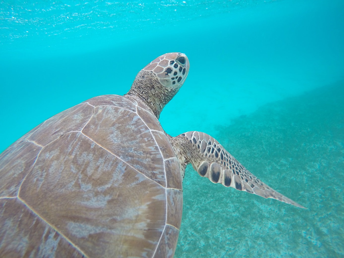 Swimming with turtles Tobago Cays turtles