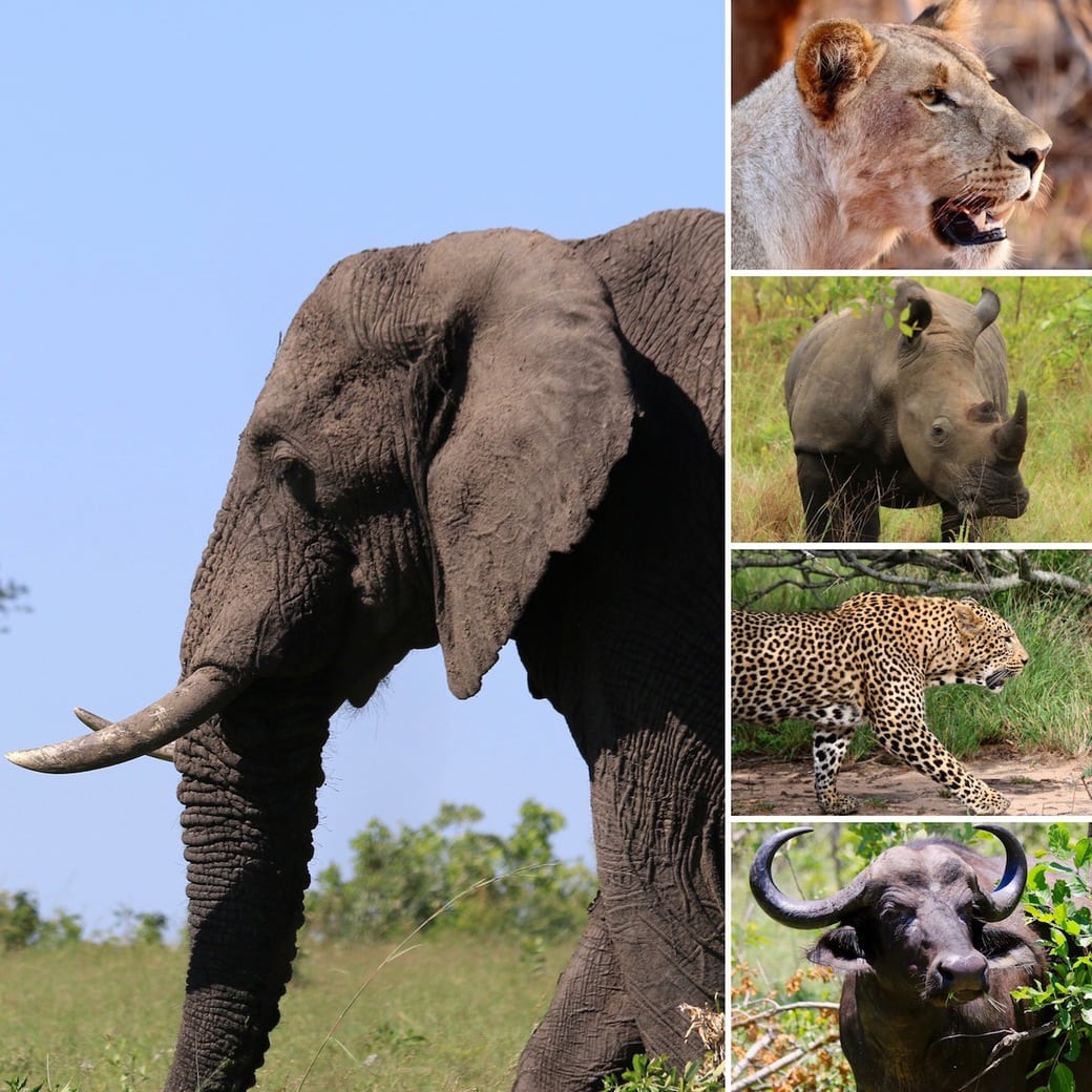 The Big Five Iconic wildlife