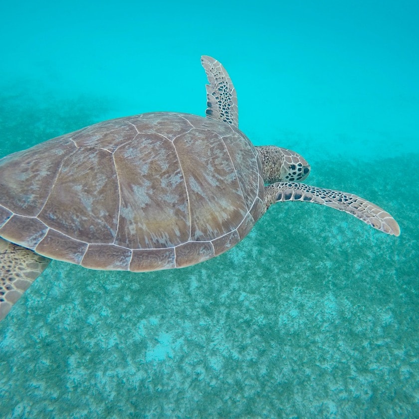 Turtles Wildlife at Tobago Cays