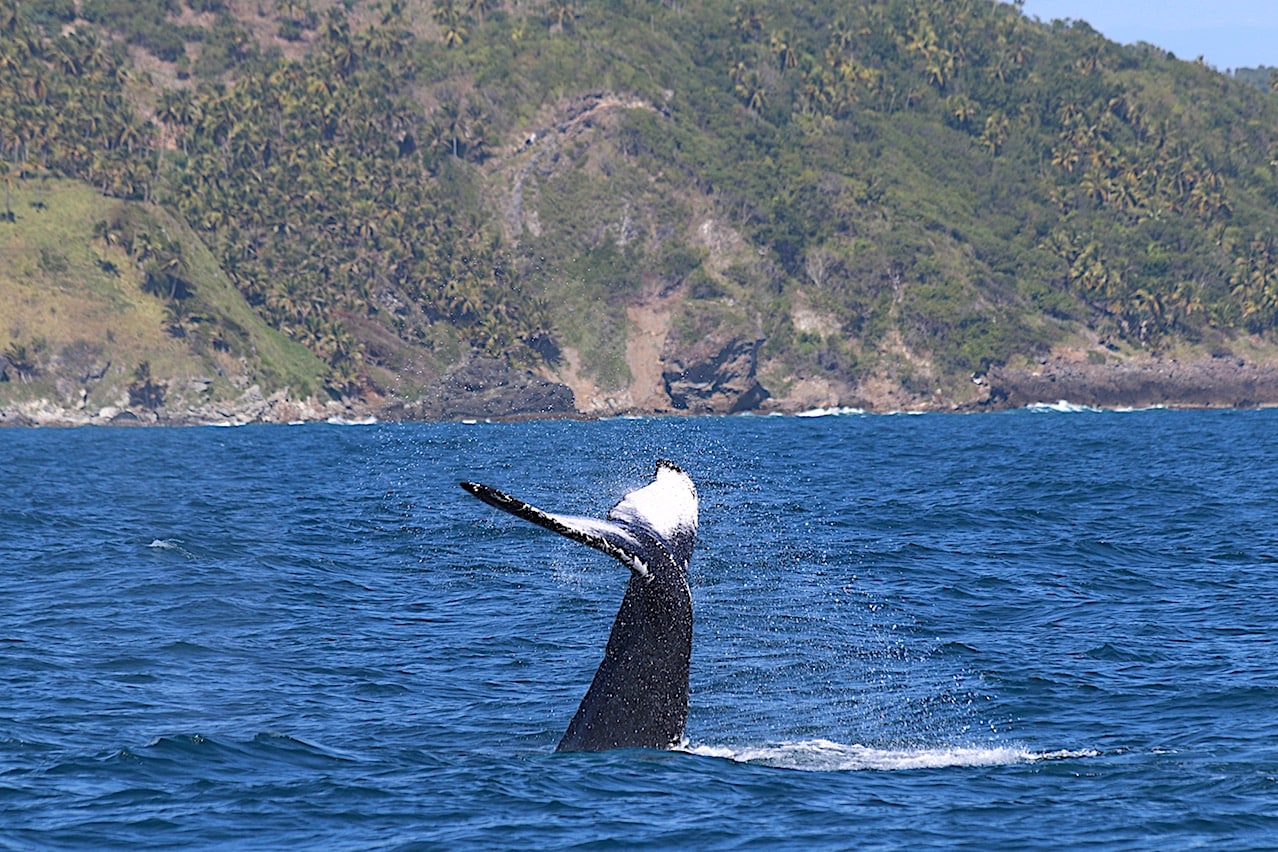 Whale tail An exciting sight