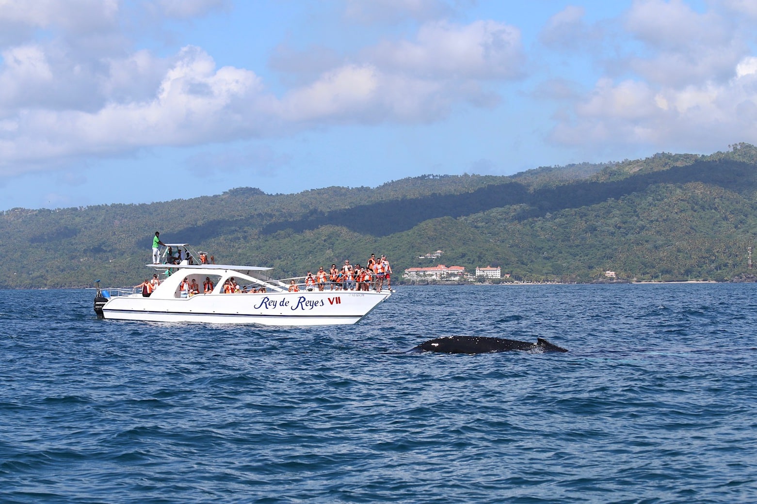 Whale watching Humpback whale