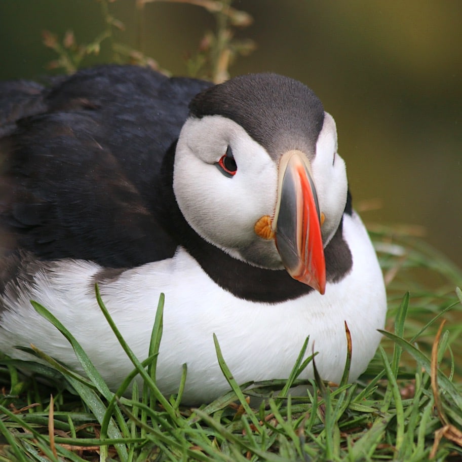 Puffin Icelandic beauty
