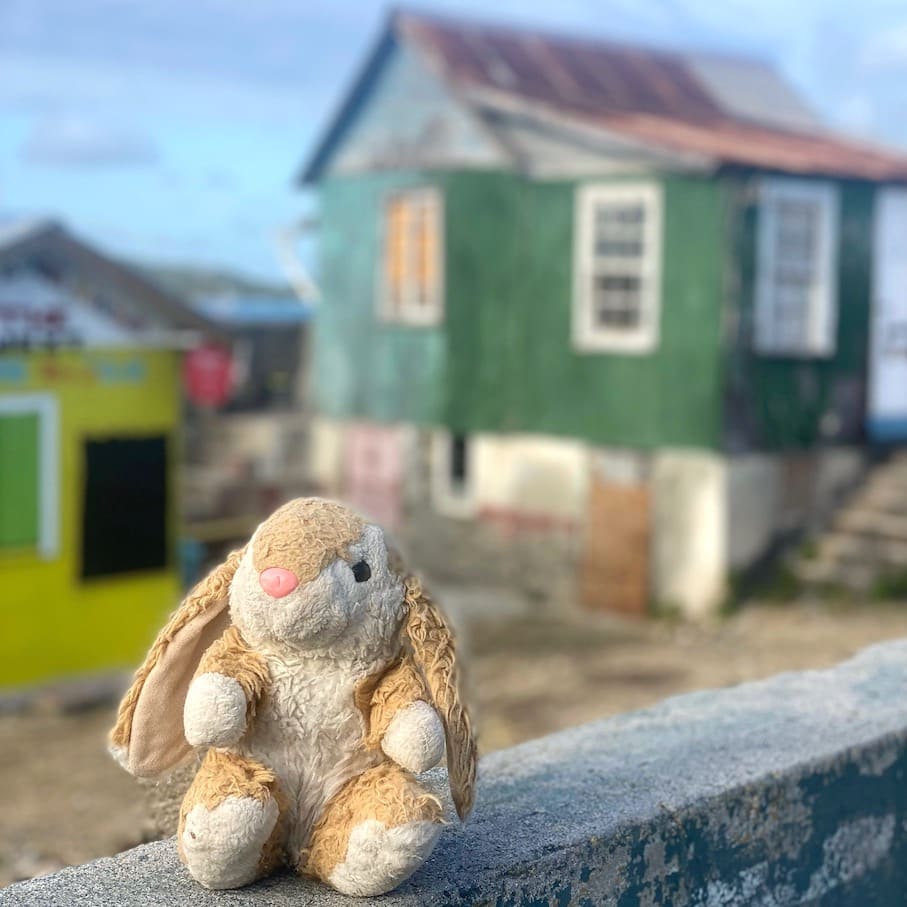 Bunny in PM Petite Martinique