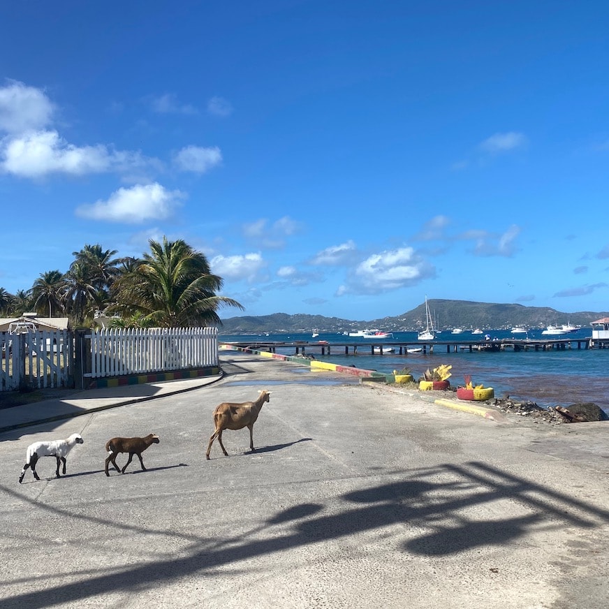 Follow the goats Going to the jetty