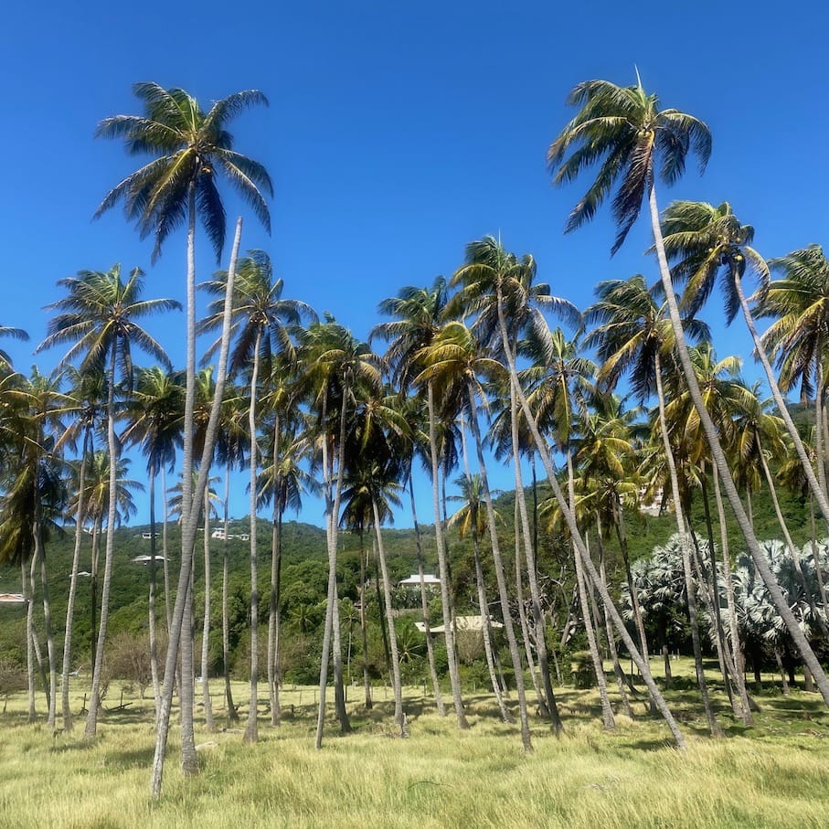 Bequia palms Scenery on the East coast of Bequia