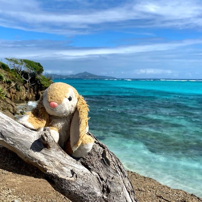 Bunny in Tobago Cays Tobago Cays