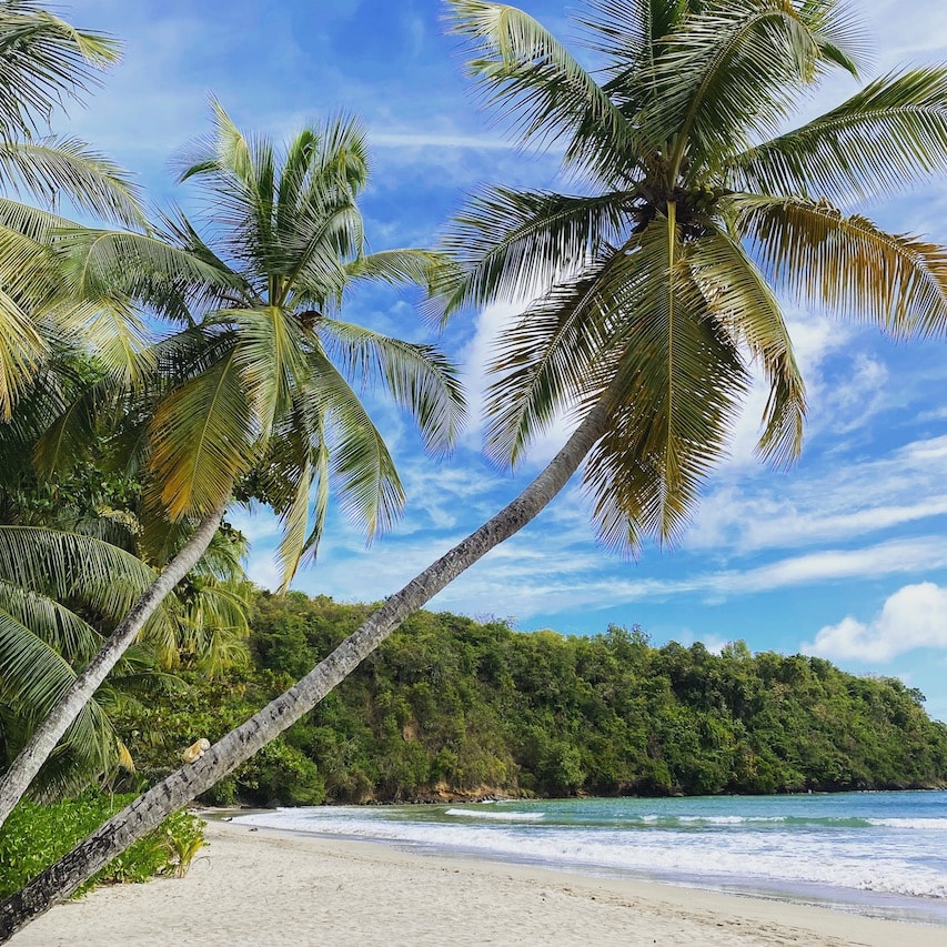 La Sagesse beach Bunny climbing a palm tree