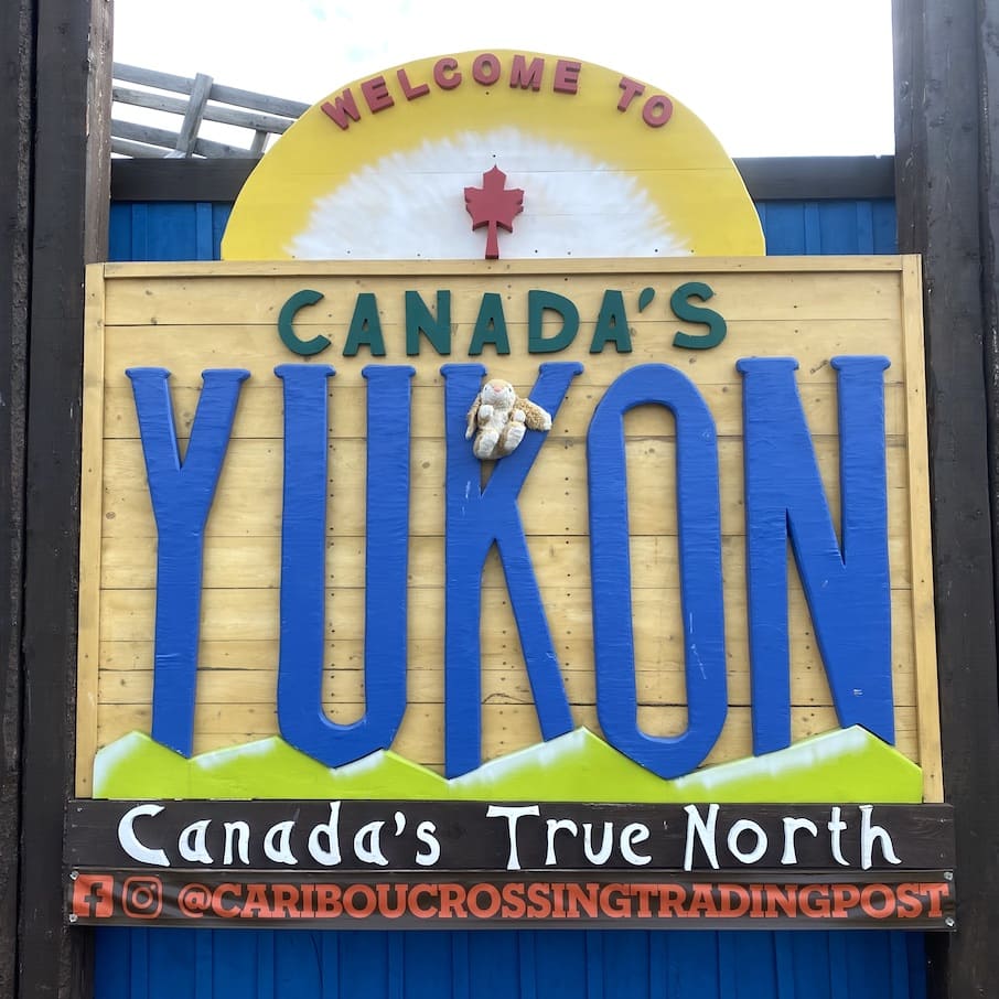 Bunny in Yukon Yukon, Canada