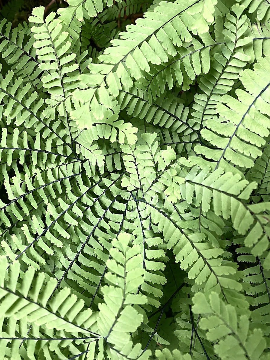 Green woods Alaskan rain forest